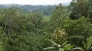 বড় গাছের খরা সহনশীলতার নতুন কৌশল আবিষ্কার