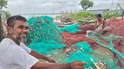 ইলিশ মৌসুম শুরু: নতুন আশায় চাঁদপুরের জেলেরা