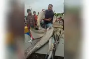 পদ্মায় ৬ কেজি ঢাঁই, ১৮ কেজি রুই, বোয়াল ও বাগাড় মাছ দুই লাখ টাকায় বিক্রি