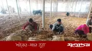 আলুর দাম বাড়লেও লাভ নেই বগুড়ার কৃষকদের, হিমাগার ভাড়া নিয়ে বিরোধ