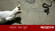 বিড়ালের অস্বাভাবিক ডাকে ধরা পড়ল অজগরের ছানা, বনে অবমুক্ত