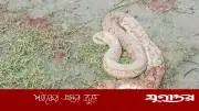 হাতিয়ায় বসতবাড়ির জালে রাসেলস ভাইপার, পিটিয়ে হত্যা