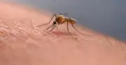 চুলকালে ত্বকের অবস্থা আরও খারাপ হয়: গবেষণায় নতুন তথ্য