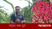 শিক্ষক নাঈমের ড্রাগন চাষে সাফল্য, ৬ হাজার গাছের বাগান