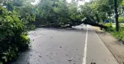 চট্টগ্রামে গাছ কেটে বিক্ষোভ: সওজের মামলায় গ্রেপ্তার ২
