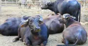 ঢাকা-রাজশাহী মহাসড়কে ট্রাকভর্তি ১৯টি মহিষ লুট