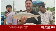 পদ্মার দুই ইলিশের দাম ১৬ হাজার টাকা, কিনলেন সৌদি প্রবাসী
